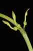 Aristolochia clematitis (02)